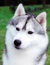 CUKII ES LA MEJOR Y LA LLAME ASI POR K DE PEQUE ERA MUY CUKA CUKII ES LA MEJOR Y LA LLAME ASI POR K DE PEQUE ERA MUY CUKA